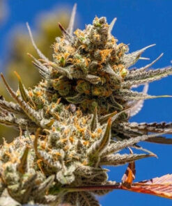 Lemon Berry Candy Genetics (15 Pack)