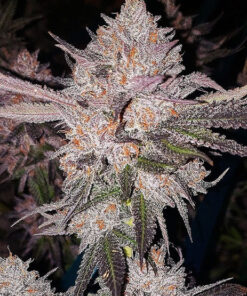 OG Kush Genetics (15 Pack)